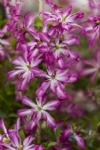 Clematis GLORIOUS® SURPRISE 'Zo24010' PBRaf & PPaf 